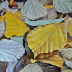 Hamamelis
