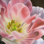 Tulpe II