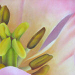 Tulpe II, Ausschnitt